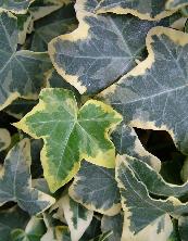 Little Ivy Leaf